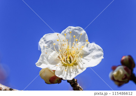 白梅の花 愛知県知多市 白梅の花 愛知県知多市 115486612
