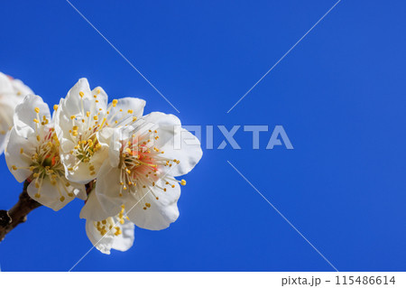 白梅の花　愛知県知多市 115486614