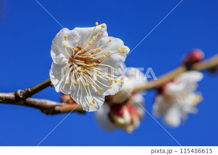 白梅の花 愛知県知多市 白梅の花 愛知県知多市 115486615