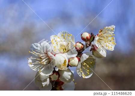 白梅の花 愛知県知多市 白梅の花 愛知県知多市 115486620