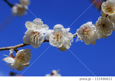 白梅の花　愛知県知多市 115486621