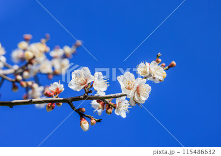 白梅の花　愛知県知多市 115486632