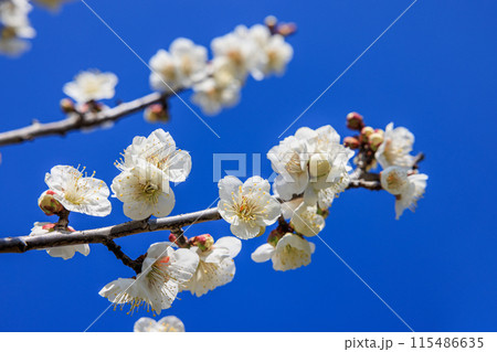 白梅の花　愛知県知多市 115486635