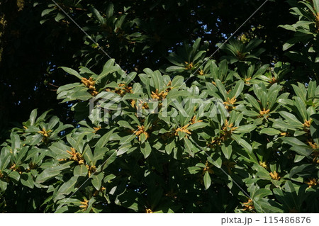 ヤマモモの花・2023年3月　 115486876