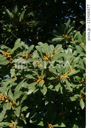 ヤマモモの花・2023年3月　 115486877