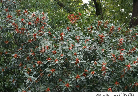 ヤマモモの花・2023年3月 ヤマモモの花・2023年3月 115486885