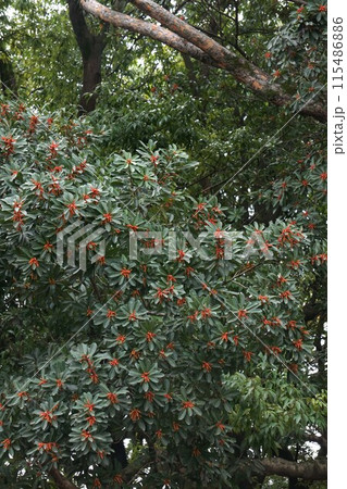 ヤマモモの花・2023年3月 ヤマモモの花・2023年3月 115486886