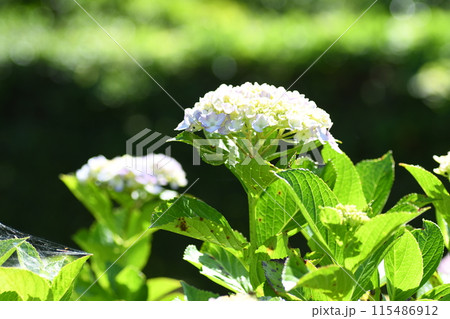 アジサイ　藤沢市　新林公園 115486912