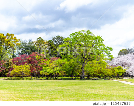 春の岡山 後楽園の趣深い景色 芝生と大木 春の岡山 後楽園の趣深い景色 芝生と大木 115487635