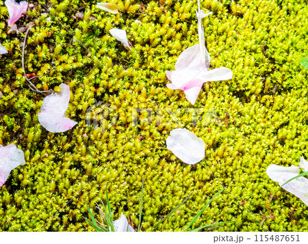 春の岡山 後楽園の趣深い景色 桜林の苔の上に散った桜の花びら 春の岡山 後楽園の趣深い景色 桜林の苔の上に散った桜の花びら 115487651