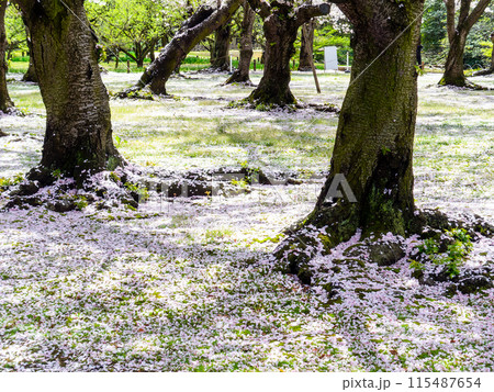 春の岡山 後楽園の趣深い景色 桜林の苔の上に散った桜の花びら 春の岡山 後楽園の趣深い景色 桜林の苔の上に散った桜の花びら 115487654