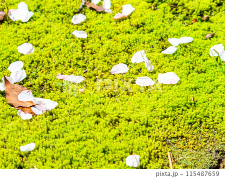 春の岡山 後楽園の趣深い景色 桜林の苔の上に散った桜の花びら 春の岡山 後楽園の趣深い景色 桜林の苔の上に散った桜の花びら 115487659