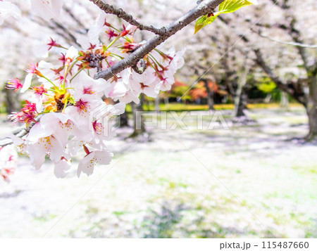 春の岡山 後楽園の趣深い景色 桜林の満開の桜 春の岡山 後楽園の趣深い景色 桜林の満開の桜 115487660