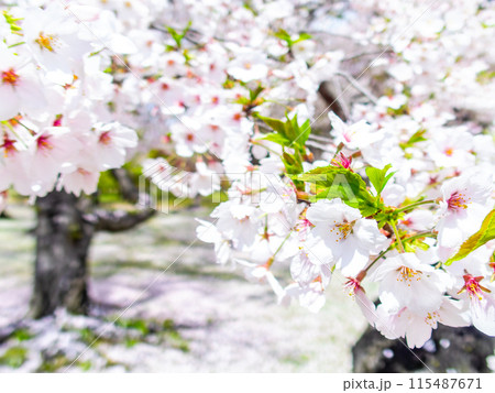 春の岡山 後楽園の趣深い景色 桜林の満開の桜 春の岡山 後楽園の趣深い景色 桜林の満開の桜 115487671
