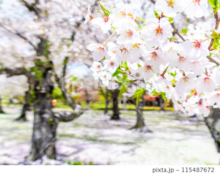 春の岡山 後楽園の趣深い景色 桜林の満開の桜 春の岡山 後楽園の趣深い景色 桜林の満開の桜 115487672