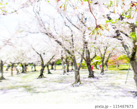 春の岡山 後楽園の趣深い景色 桜林の満開の桜 春の岡山 後楽園の趣深い景色 桜林の満開の桜 115487673