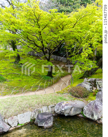 春の岡山 後楽園の趣深い景色 モミジの新緑の下をくぐる園路 春の岡山 後楽園の趣深い景色 モミジの新緑の下をくぐる園路 115487709