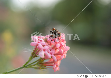 Close up of a fly with wings and legs isolated. A black insect, Animal bug. 115488146