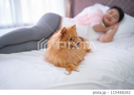 A portrait of happy Asian pregnant woman with domestic dog pet animal in bedroom at home. Having a baby. Family people lifestyle. Mom love. 115488262