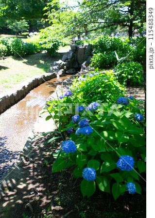 せせらぎ公園 せせらぎ公園 115488349