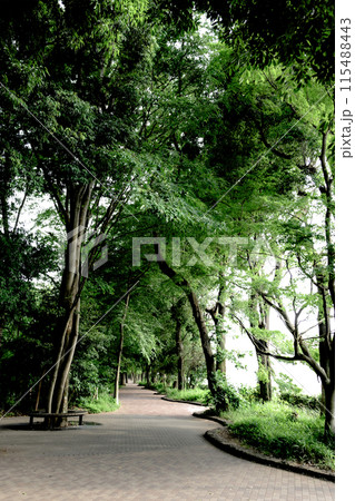 夏の散歩道（カラー） 115488443