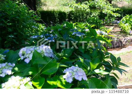 せせらぎ公園 115488710