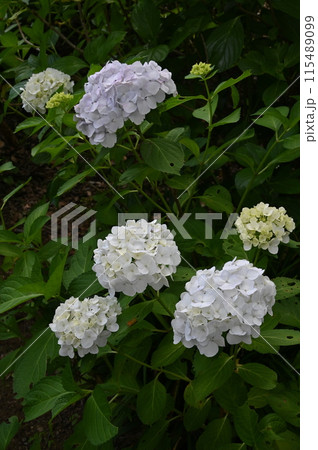 白い紫陽花 115489099