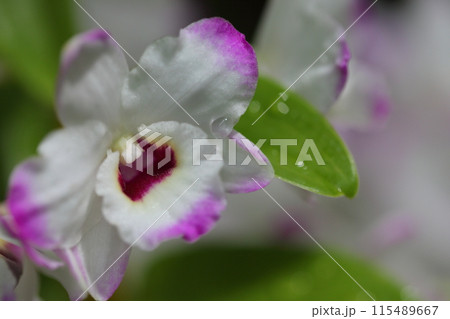 デンドロビウムの花と雨雫 デンドロビウムの花と雨雫 115489667