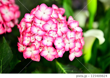 ピンクの紫陽花 115489824