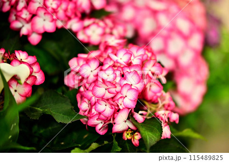 ピンクの紫陽花 115489825