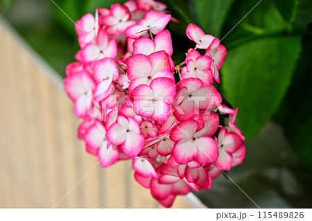 ピンクの紫陽花 115489826