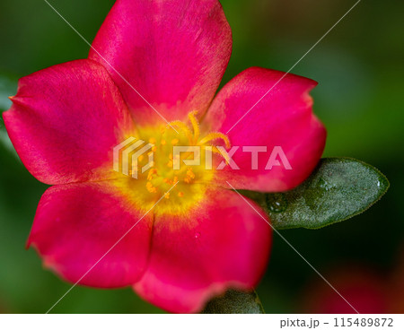 Vivid pink petals of the Common Purslane flower 115489872