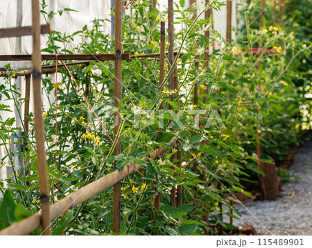 Tomato planting plots in the greenhouses Tomato planting plots in the greenhouses 115489901