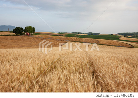 麦畑の丘と大地 115490105