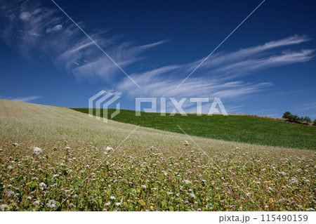 そばの花咲く丘 115490159