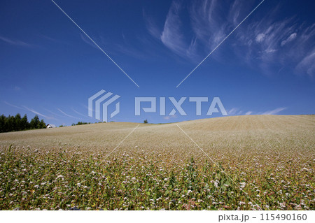 そばの花咲く丘 115490160
