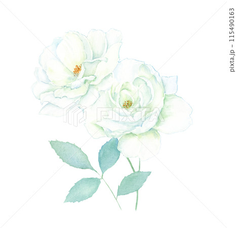 透明水彩で描く白いバラのイラスト素材 [115490163] - PIXTA