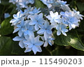 淡い青色の紫陽花 115490203