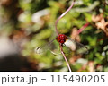 葉にとまるトンボ 115490205
