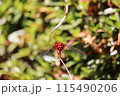 葉にとまるトンボ 115490206