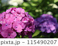 赤い紫陽花 115490207