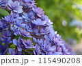 薄紫色の紫陽花 115490208