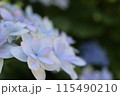 雨に濡れた紫陽花 115490210