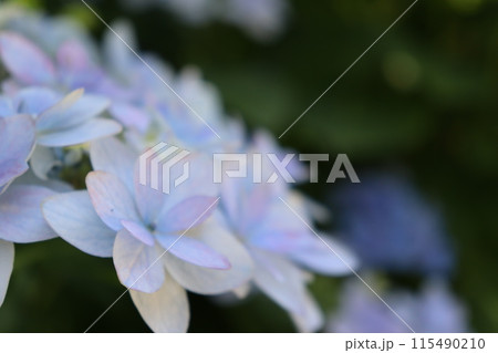 雨に濡れた紫陽花 雨に濡れた紫陽花 115490210