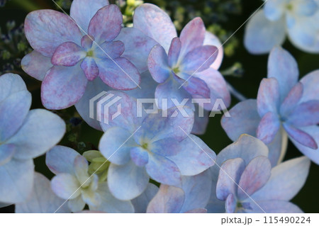 雨に濡れた紫陽花 115490224