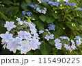 青いガクアジサイ 115490225