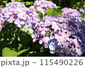 梅雨に咲く紫陽花 115490226