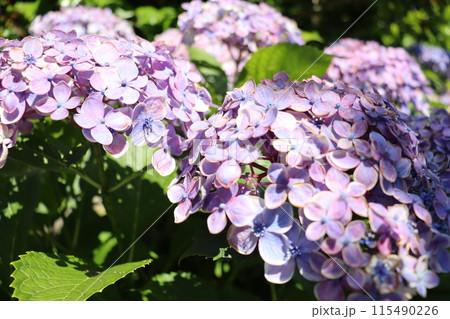 梅雨に咲く紫陽花 115490226