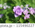紫色の装飾花がある紫陽花 115490227