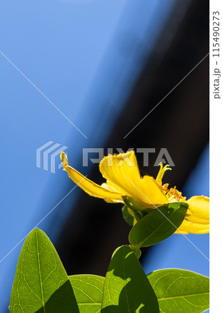 黄色のキンシバイの花 115490273